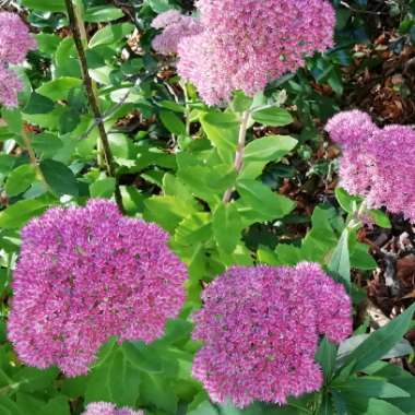 Stonecrop 'Mr Goodbud'