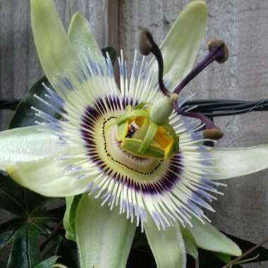 Passion Flower