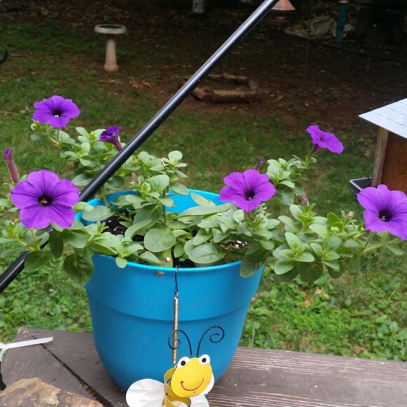 Plant image Petunia 'Cascadias Purple' (Cascadias Series) syn. Petunia 'Purple'