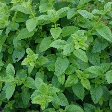 Lemon Balm