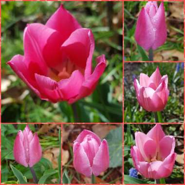 Tulipa