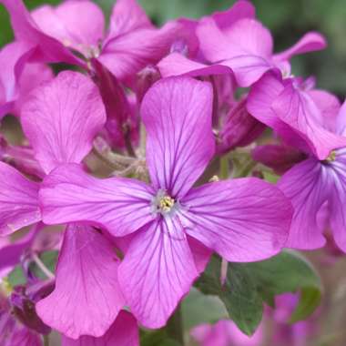 Lunaria annua