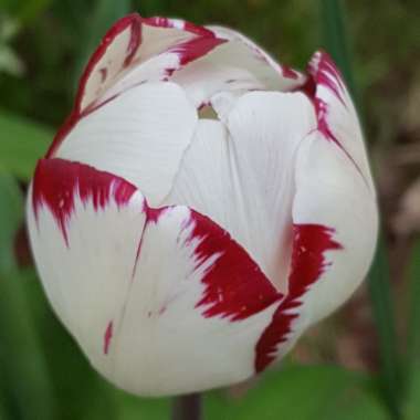 Tulipa