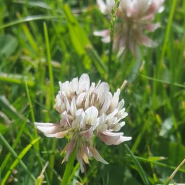 Trifolium pratense