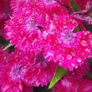 Dianthus 'Diamond Purple'