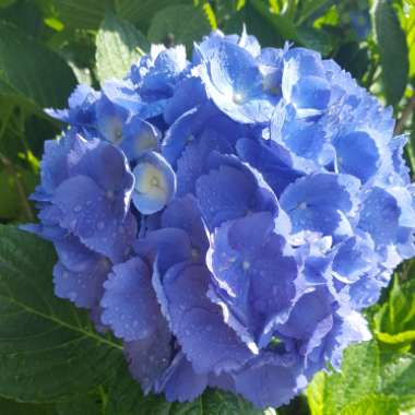 Hydrangea macrophylla 'Brestenburg'