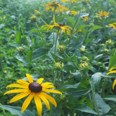 Rudbeckia fulgida var. speciosa 'Newmanii'