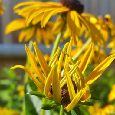 Rudbeckia