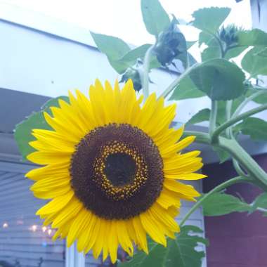 Helianthus annuus