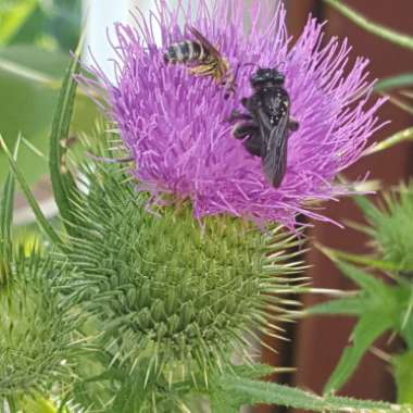 Cirsium vulgare