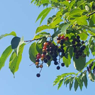 Prunus Virginiana