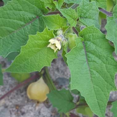 Physalis Pruinosa