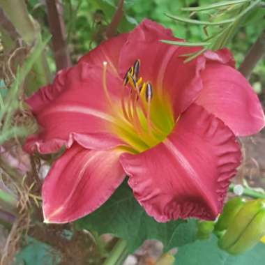 Hemerocallis