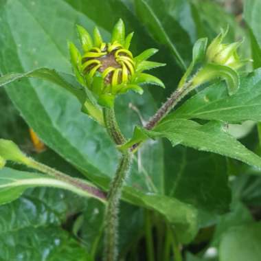 Rudbeckia fulgida var. speciosa 'Newmanii'