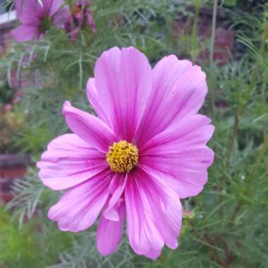 Cosmos Bipinnatus 'Radiance'