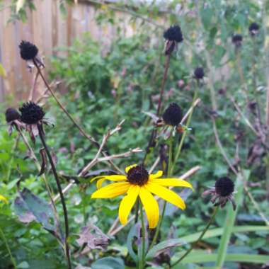 Rudbeckia fulgida var. speciosa 'Newmanii'