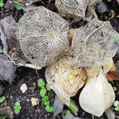 Physalis Pruinosa