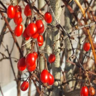 Berberis vulgaris