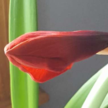 Hippeastrum