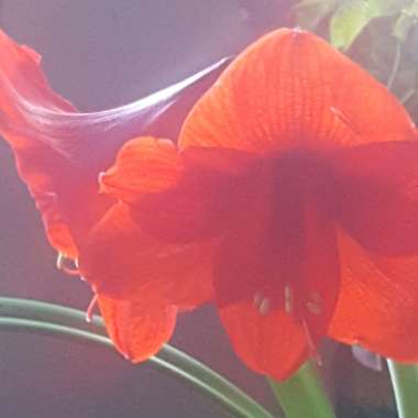 Hippeastrum