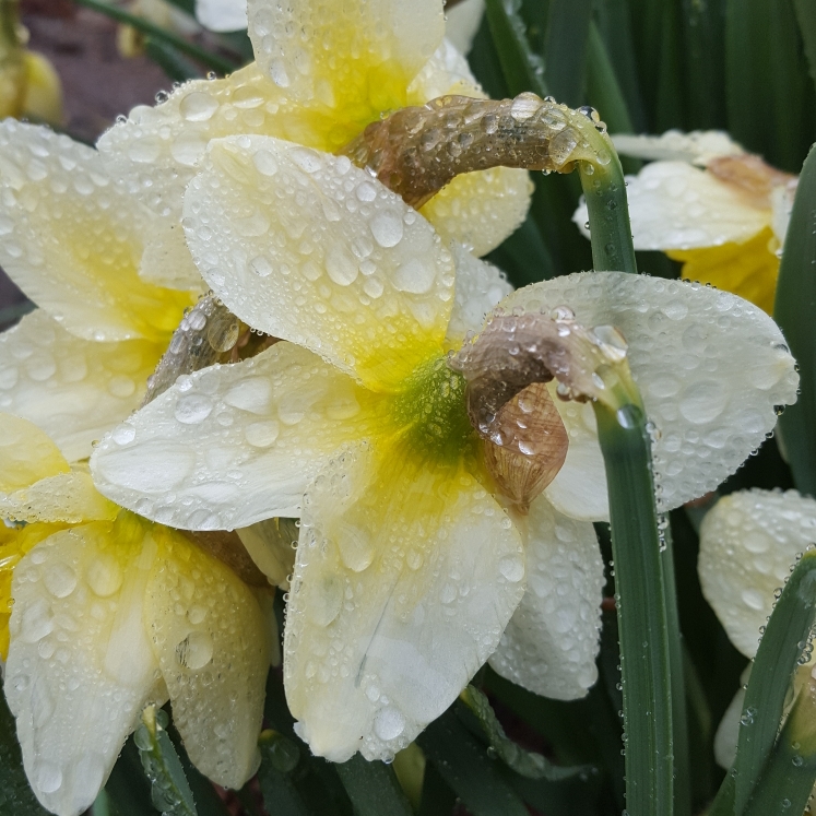 Plant image Narcissus 'Canaliculatus'