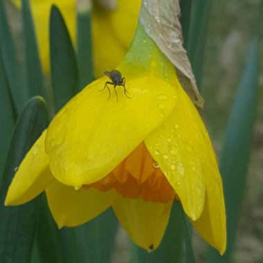 Narcissus 'Hollywood'