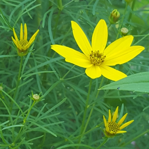 Plant image Cota tinctoria syn. Anthemis tinctoria