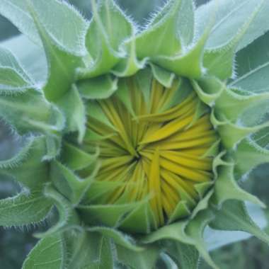 Helianthus annuus 'Sunsation'