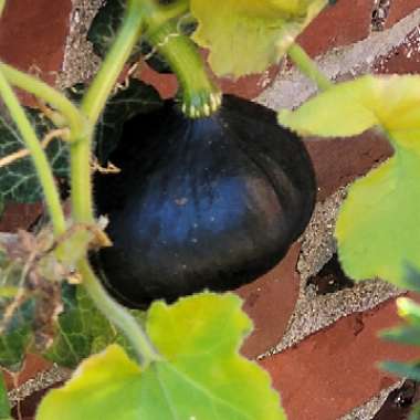 Cucurbita Maxima 'Buttercup'