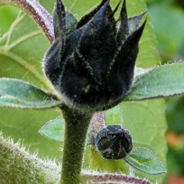 Helianthus annuus