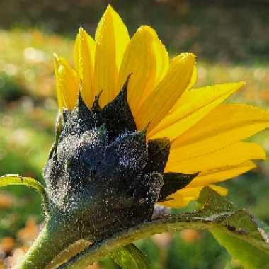 Helianthus annuus 'Sunsation'