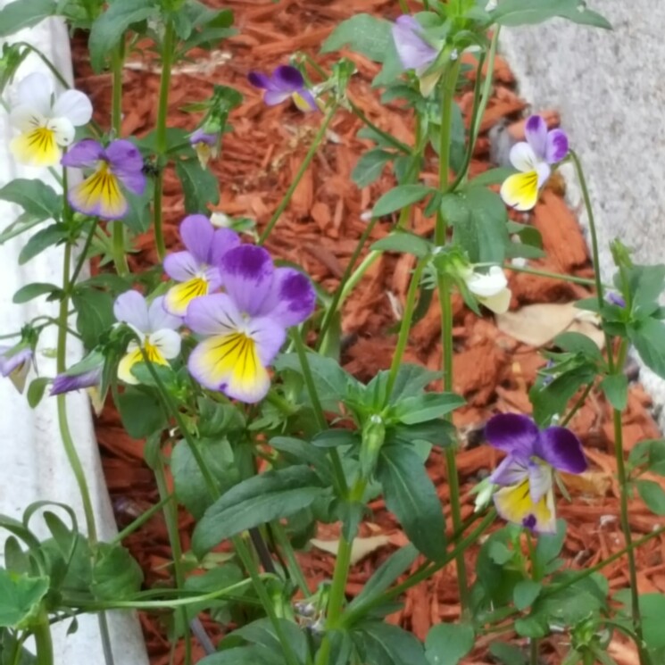 Plant image Viola x wittrockiana 'Matrix Morpheus'