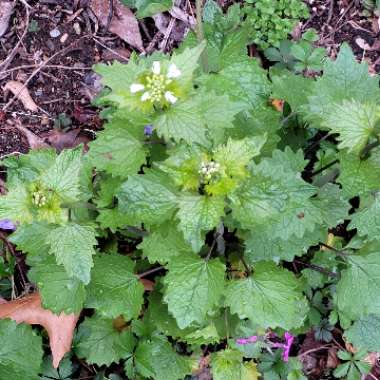 Alliaria Petiolata syn. Alliaria officinalis syn. Sisymbrium alliaria