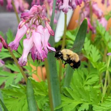 Dicentra Eximia