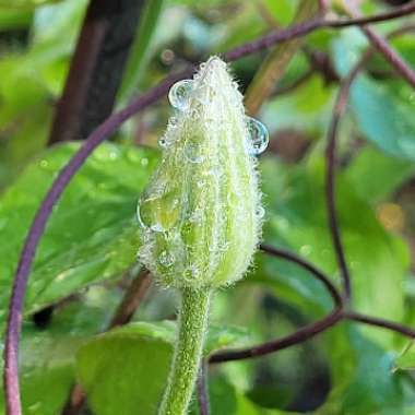 Clematis