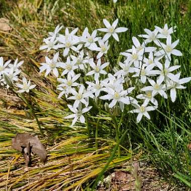 Ornithogalum umbellatum