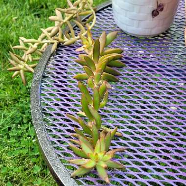 Sedum Rubrotinctum 'Aurora'