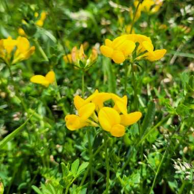 Lotus corniculatus