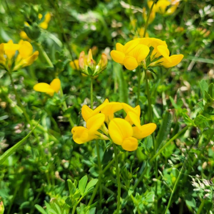 Plant image Lotus corniculatus