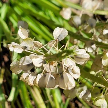 Muscari latifolium