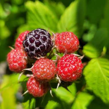 Rubus idaeus