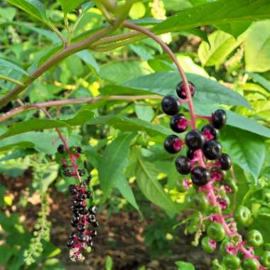 Phytolacca americana