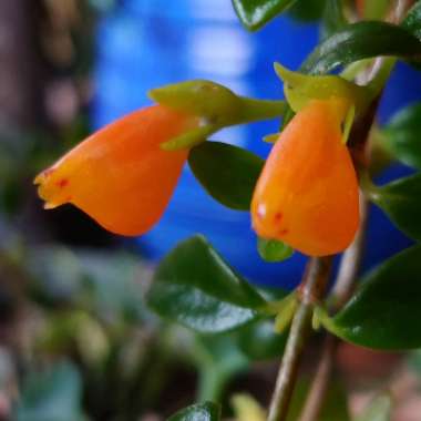 Goldfish Plant