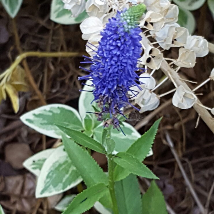 Plant image Veronica longifolia 'Alllord' syn. Veronica longifolia 'First Glory'