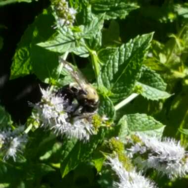 Mentha x piperita 'Black Peppermint'