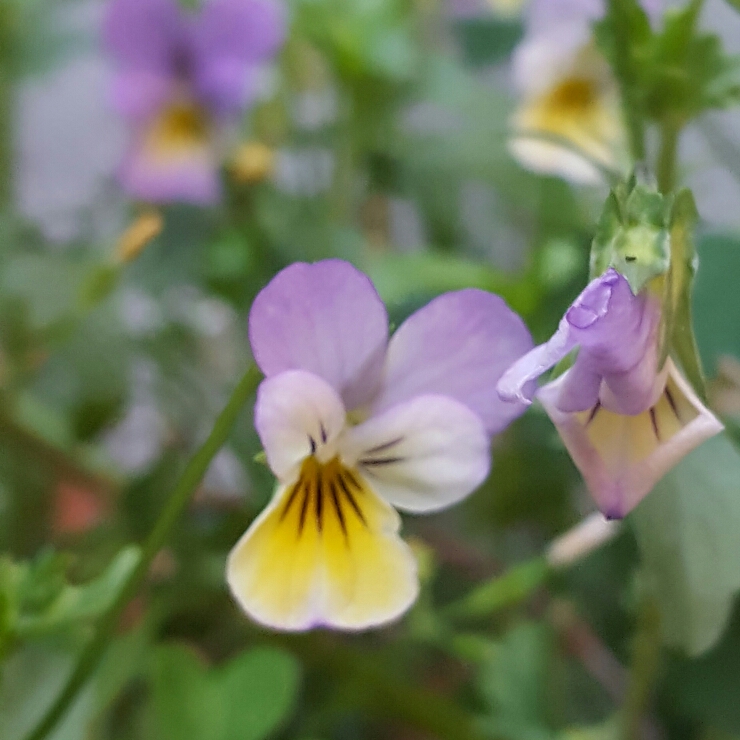 plant image 198840