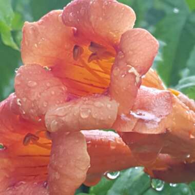 Campsis x tagliabuana 'Madame Galen'