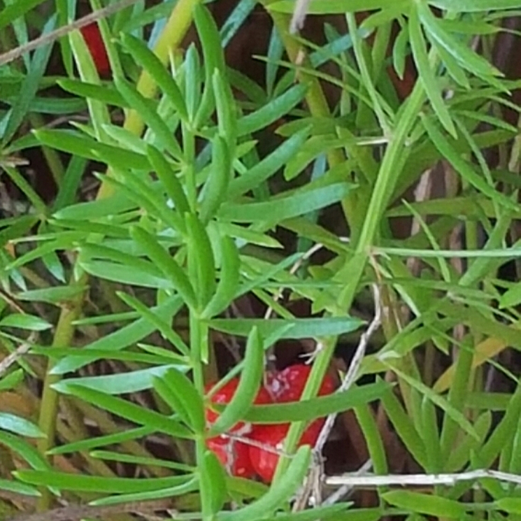 Plant image Asparagus aethiopicus 'Sprengeri' syn. A. densiflorus