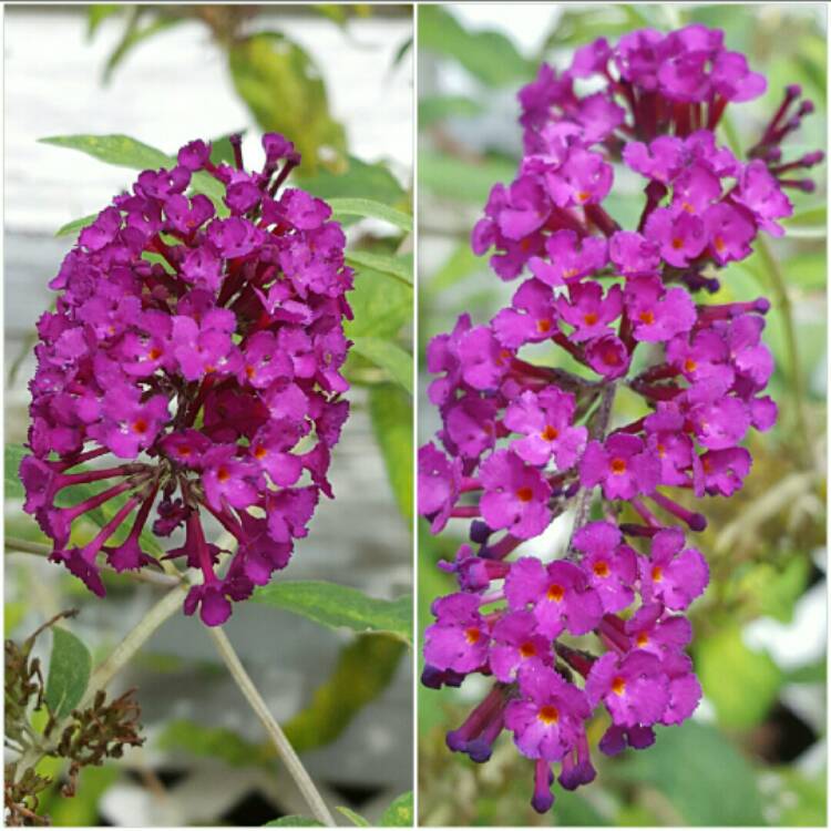 Plant image Buddleja davidii 'Monum' syn. Buddleja davidii 'Nanho Purple'