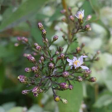 Gypsophila paniculata 'My Pink'